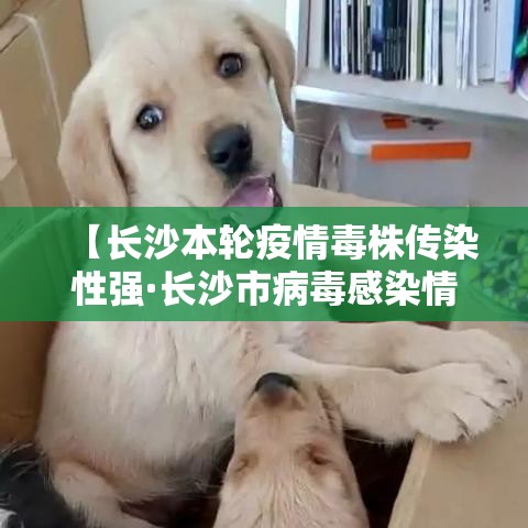 【长沙本轮疫情毒株传染性强·长沙市病毒感染情况】 【长沙本轮疫情毒株传染性强·长沙市病毒感染情况】