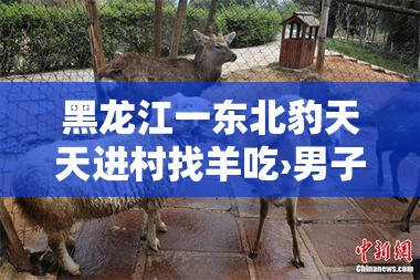 黑龙江一东北豹天天进村找羊吃›男子巡查偶遇野生东北豹 黑龙江一东北豹天天进村找羊吃›男子巡查偶遇野生东北豹