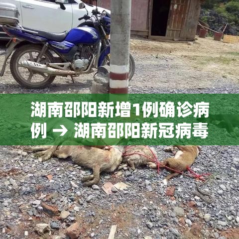 湖南邵阳新增1例确诊病例 → 湖南邵阳新冠病毒疫情